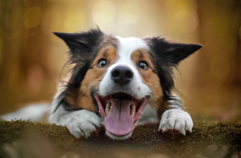 Nằm mơ thấy chó - Bí ẩn những điềm báo và con số may mắn 7 Mơ thấy chó là điều tốt hay xấu