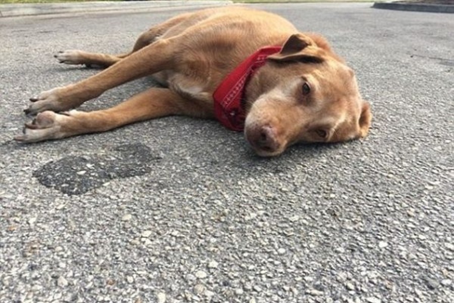 Nằm mơ thấy chó - Bí ẩn những điềm báo và con số may mắn 11 Mơ thấy chó chết