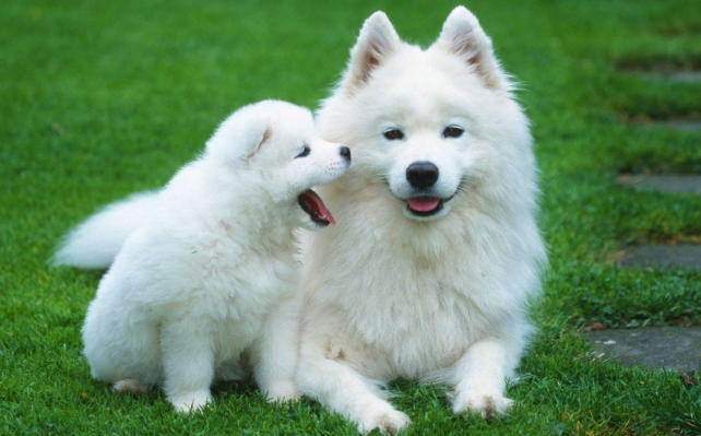 Nằm mơ thấy chó - Bí ẩn những điềm báo và con số may mắn 12 Ý nghĩa việc mơ thấy cho trong cuộc sống thực tiễn