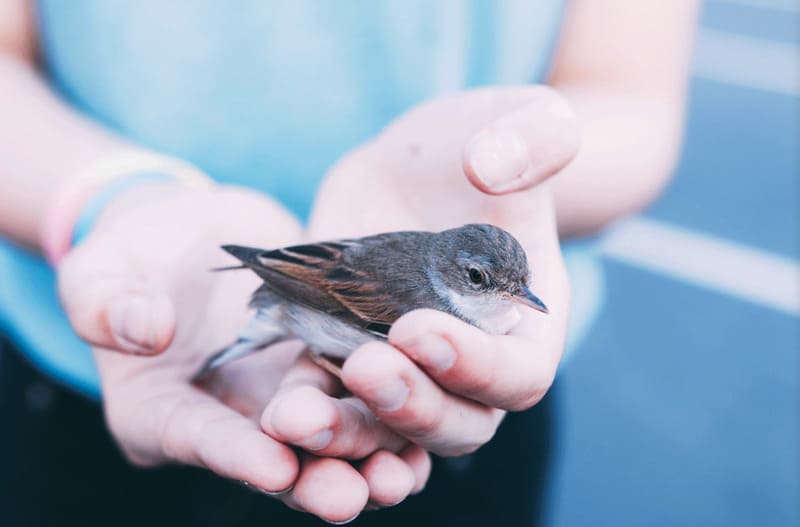 Mơ bắt được chim đánh con gì để may mắn?