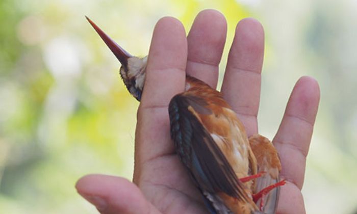 Gợi ý các con số may mắn khi nằm mơ bắt được chim