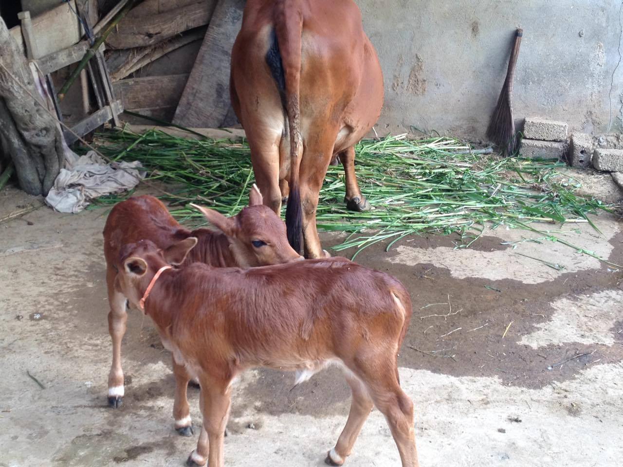 Mơ thấy bò đánh con gì khi thấy bò sinh con?