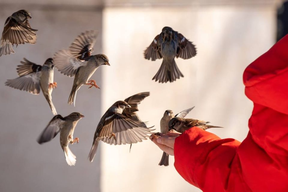Mơ thấy chim sẻ đánh số mấy? Tìm hiểu các điềm báo ẩn chứa 8 Giải đáp mơ thấy chim sẻ đánh số mấy kéo tài lộc về túi?
