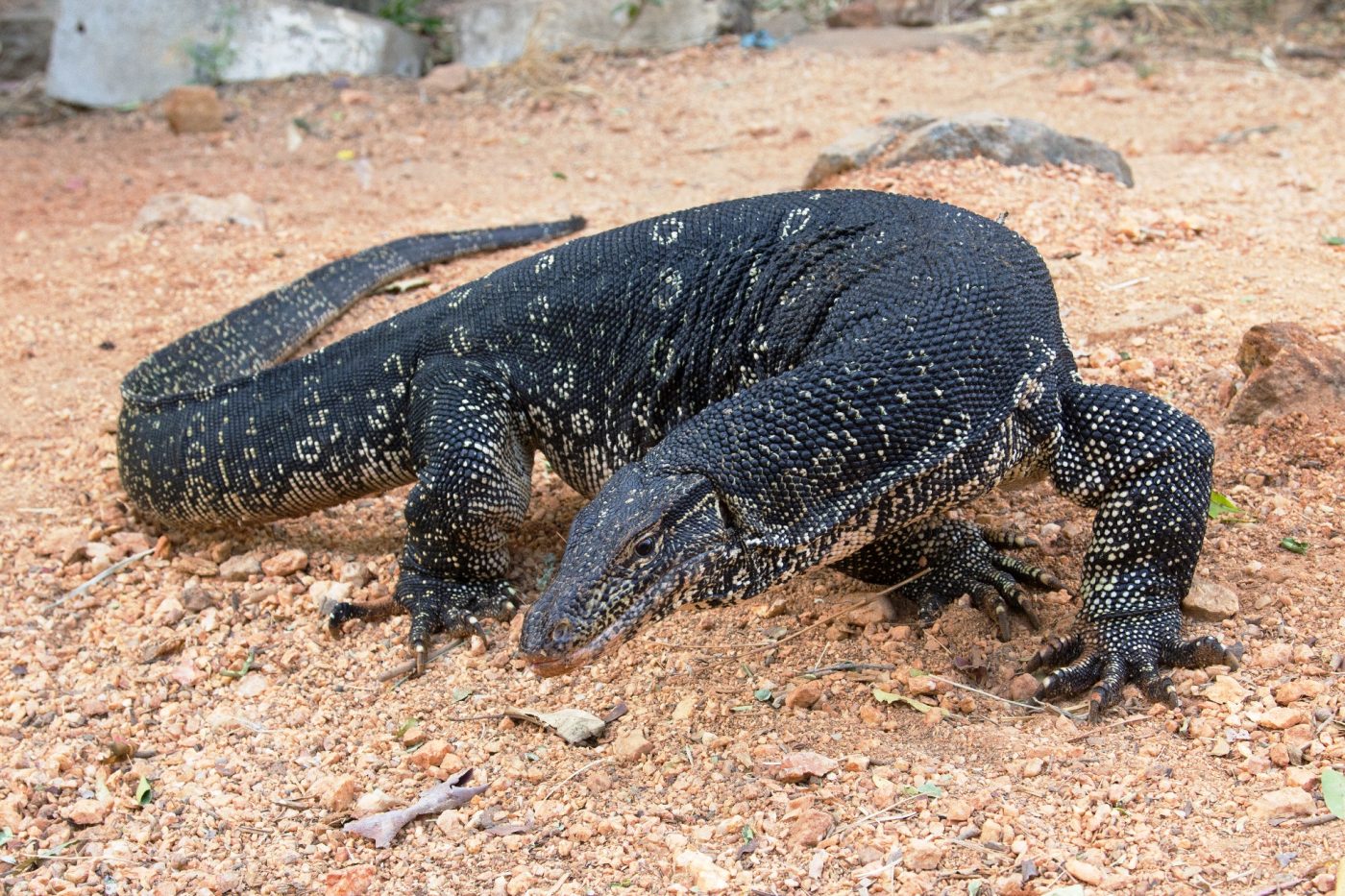 Nằm mơ thấy kỳ đà là điềm gì? Hé lộ con số chuẩn xác 5 Nằm mơ thấy kỳ đà có ý nghĩa gì?