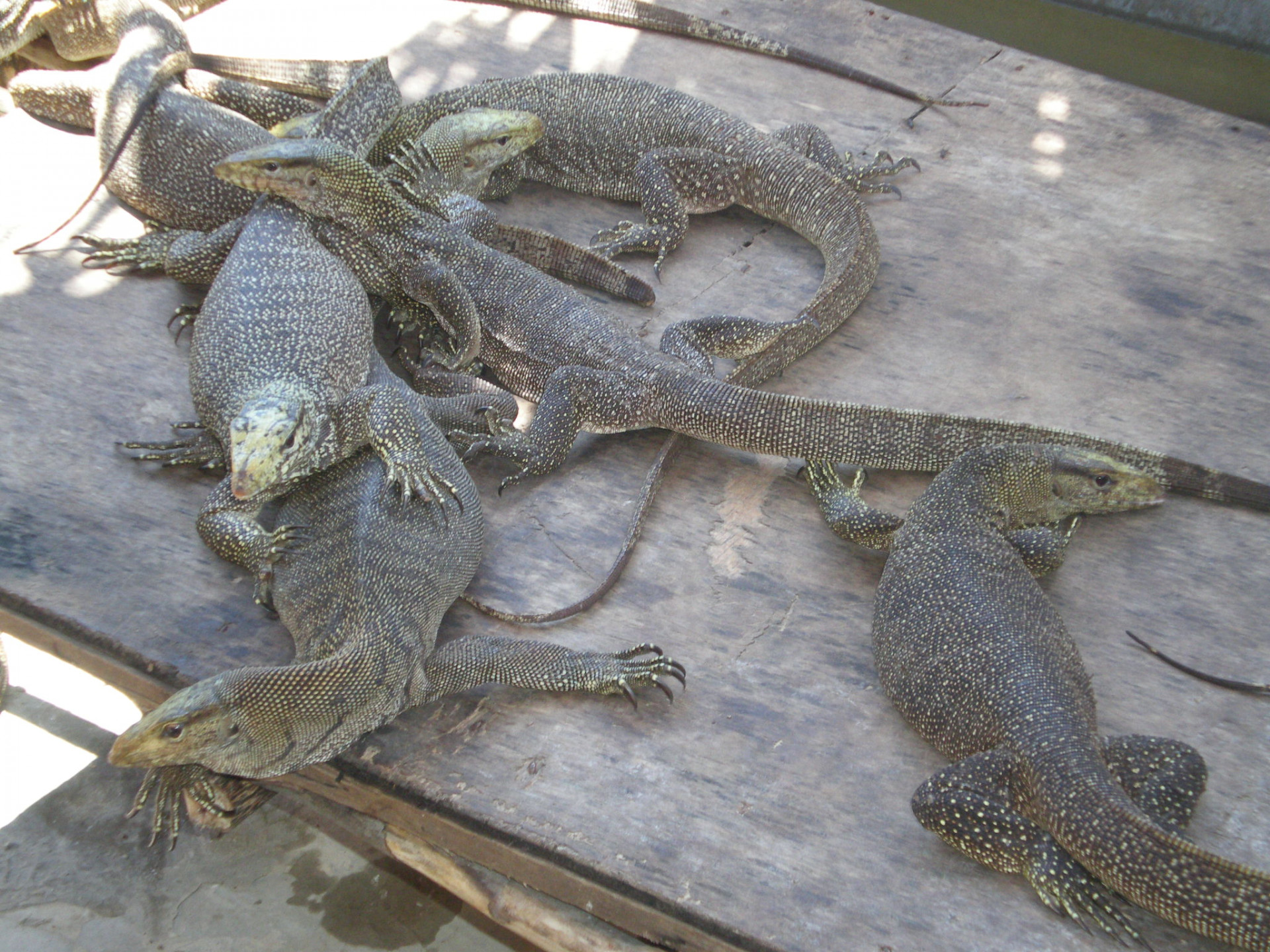 Nằm mơ thấy kỳ đà là điềm gì? Hé lộ con số chuẩn xác 7 Nằm mơ thấy nhiều kỳ đà đánh con gì?